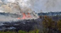 Kebakaran lahan di Muaro Jambi