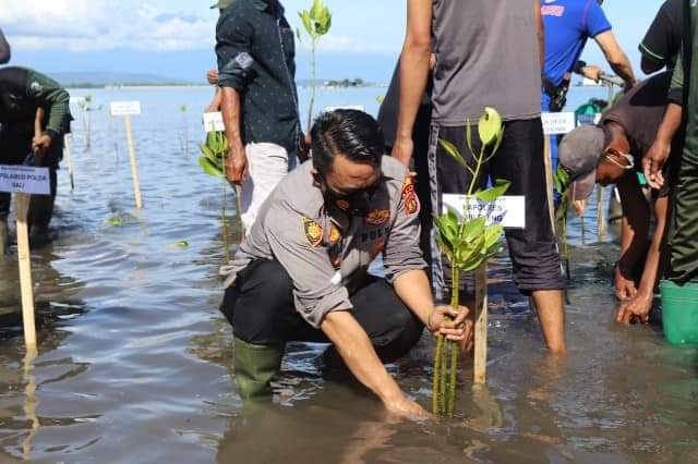 Pohon mangrove