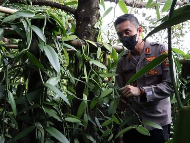 Petani vanili di Buleleng