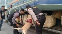 Razia narkoba di Jambi di bus AKAP