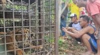 Harimau teror warga Merangin