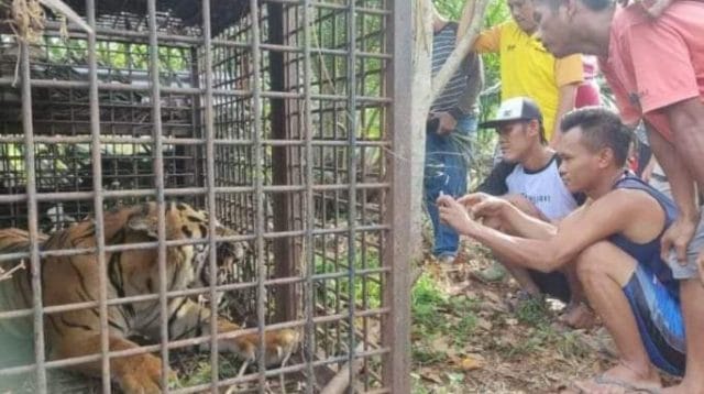 Harimau teror warga Merangin