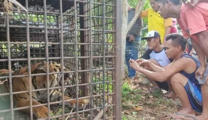 Harimau teror warga Merangin