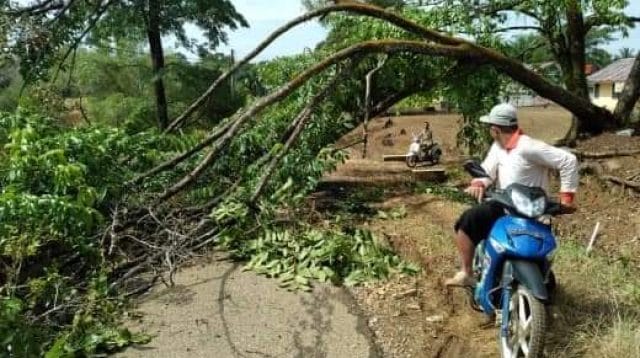 Pohon tumbang di Bungo