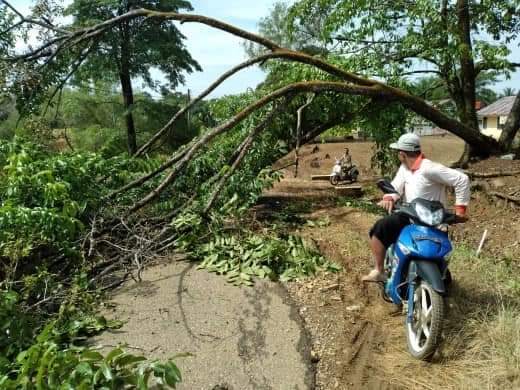 Pohon tumbang di Bungo