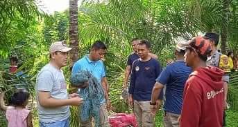 Buaya muncul di Muaro Jambi