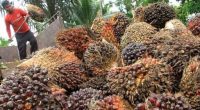 Harga kelapa sawit terbaru