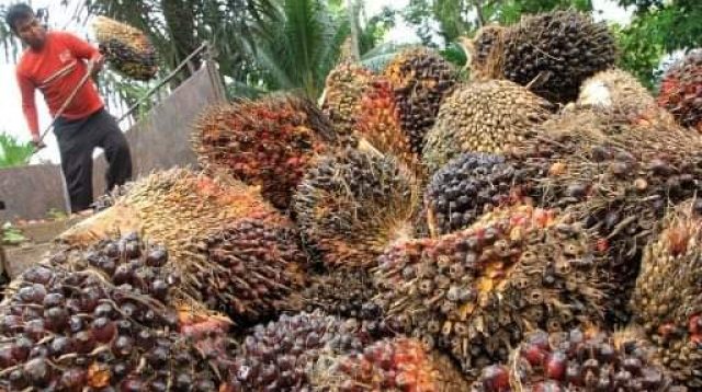 Harga kelapa sawit terbaru