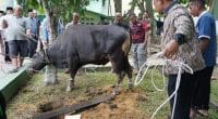 Hewan qurban di Kota Jambi