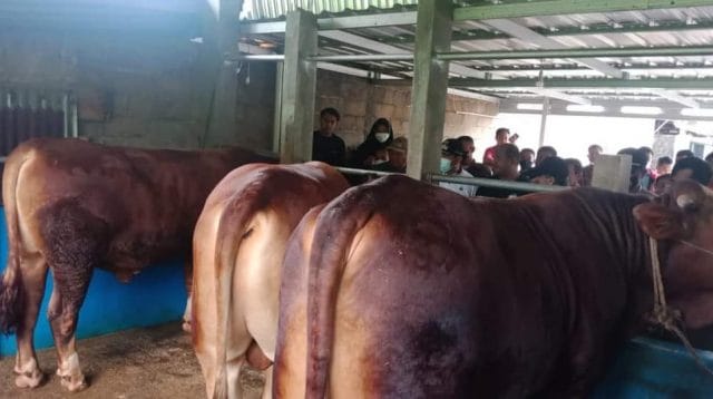 Sapi di Bungo bebas PMK