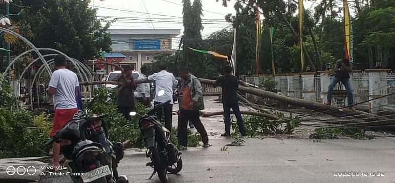 Pohon tumbang di Rokan Hilir