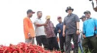 Pertanian cabai di Muaro Jambi