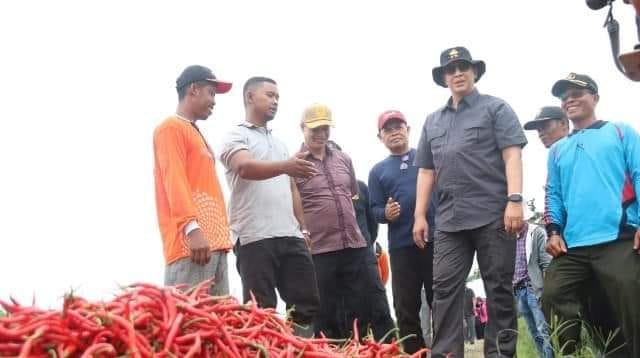 Pertanian cabai di Muaro Jambi