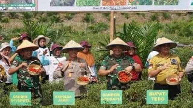 Panen cabai di Tebo