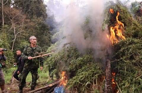 Pemusnahan ladang ganja di Mandailing Natal