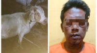 Pencurian kambing