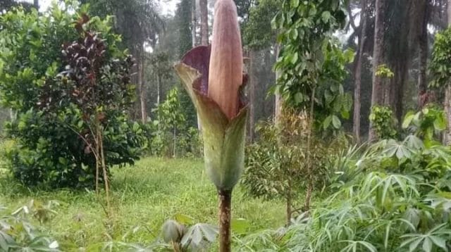 Bunga Bangkai di Bungo
