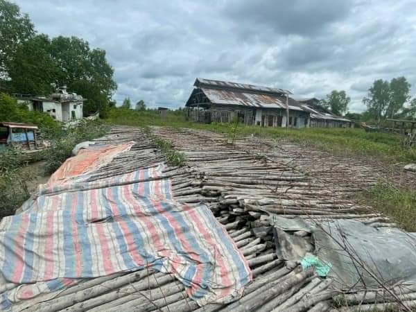 Kayu bakau ilegal