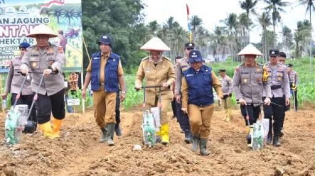 tanam-jagung-serentak