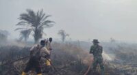 karhutla-di-jambi
