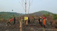 lahan-konservasi-gajah-di-tebo-terbakar